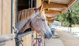 Sale Equestrian estate Valbonne