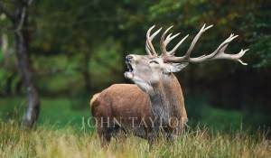 Sale Game reserve Chambord