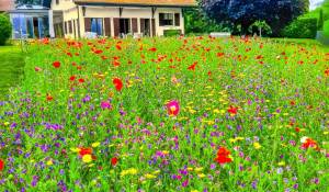 Sale House Chéserex