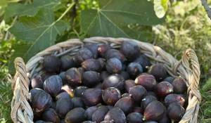 Sale House Mouans-Sartoux