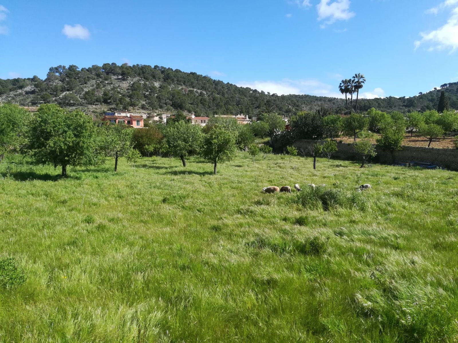Ad Sale Plot of land Calvià (07184) refV0095SP