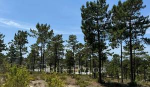 Sale Plot of land Carvalhal