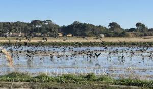 Sale Plot of land Comporta