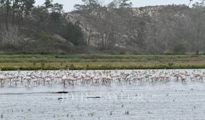 Sale Plot of land Comporta