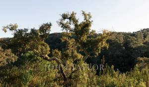 Sale Plot of land São Francisco da Serra