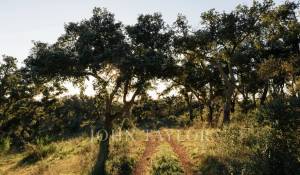 Sale Plot of land São Francisco da Serra