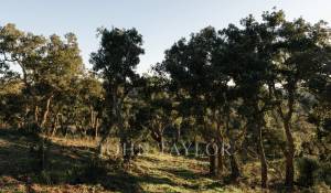 Sale Plot of land São Francisco da Serra