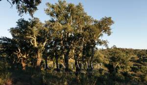 Sale Plot of land São Francisco da Serra