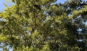 Sale Property Alaior
