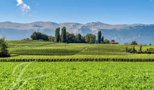 Sale Property Satigny