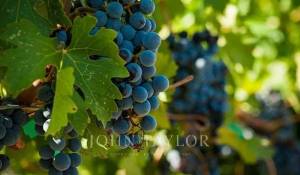 Sale Vineyard property Bordeaux