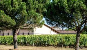 Sale Vineyard property Bordeaux