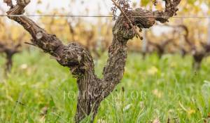 Sale Vineyard property Bordeaux