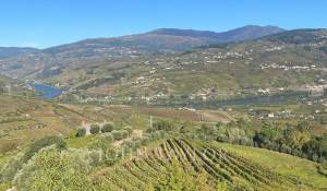 Sale Vineyard property Cambres
