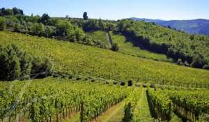 Sale Vineyard property Greve in Chianti